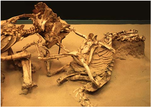 FightingDinosaurs, Durante la lucha el Velociraptor ha caído en el suelo y sujeta la cara del Protoceratops con sus manos mientras trata de clavarle la garra retráctil en la garganta. Por su parte, el Protoceratops se defiende mordiendo con el pico al  carnívoro.