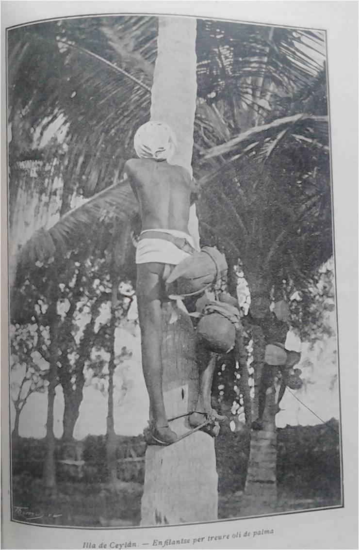 Fotografía de un hombre trepando para obtener aceite de palma.