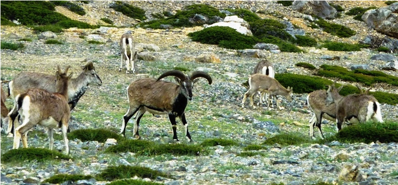 Rebaño de carneros azules del Himalaya o baral, al animal objeto de estudio de la expedición de George B. Schaller.
