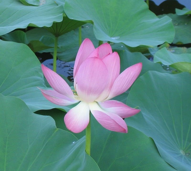 La flor del loto simboliza el desapego en algunas regiones asiáticas. Foto de Dxyuan.